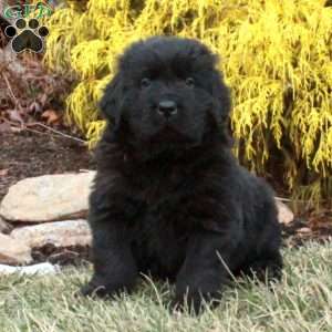 Finn, Newfoundland Puppy