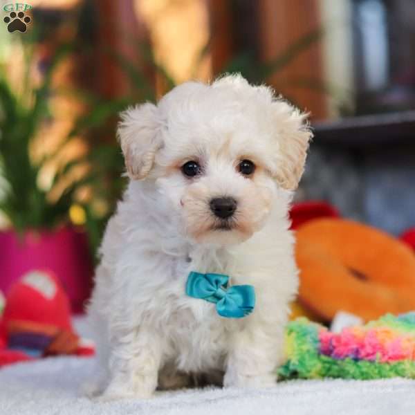 Finn, Maltipoo Puppy