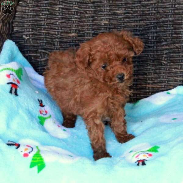 Fiona, Miniature Poodle Puppy