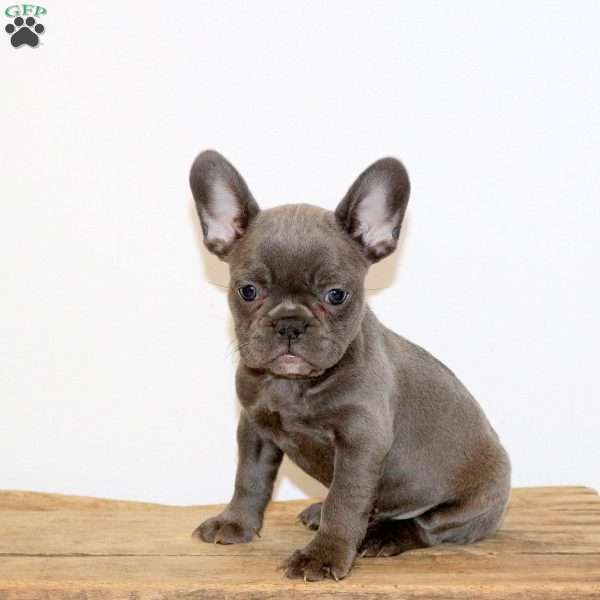 Fiona, French Bulldog Puppy