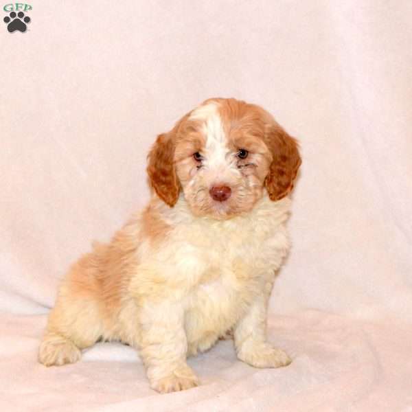 Fiona, Labradoodle Puppy