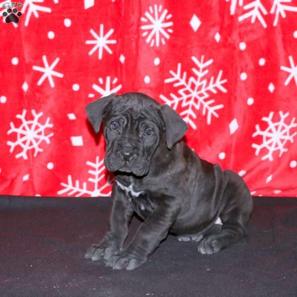 Fiona, Cane Corso Puppy