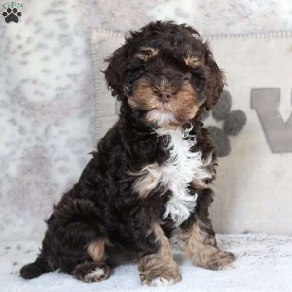 Fiona, Cockapoo Puppy