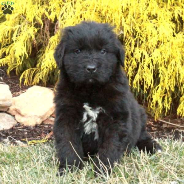 Fiona, Newfoundland Puppy