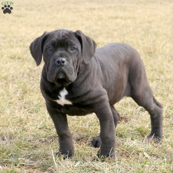 Fiona, Cane Corso Puppy