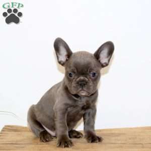 Fiona, French Bulldog Puppy