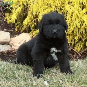 Fiona, Newfoundland Puppy