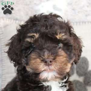 Fiona, Cockapoo Puppy