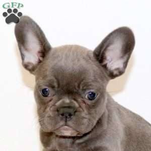 Fiona, French Bulldog Puppy