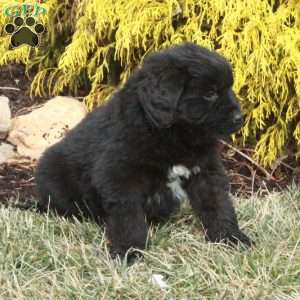 Fiona, Newfoundland Puppy