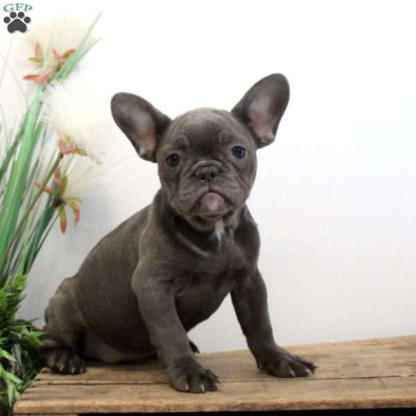 Fiona, French Bulldog Puppy