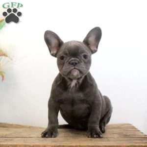 Fiona, French Bulldog Puppy