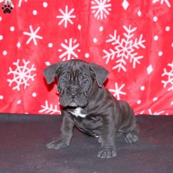 Firefly, Cane Corso Puppy