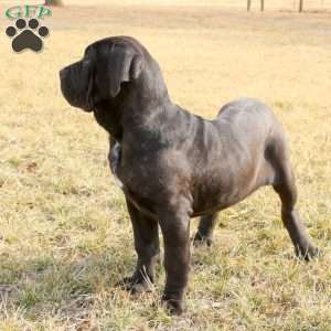 Firefly, Cane Corso Puppy