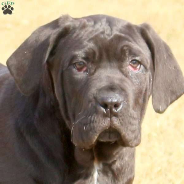 Firefly, Cane Corso Puppy