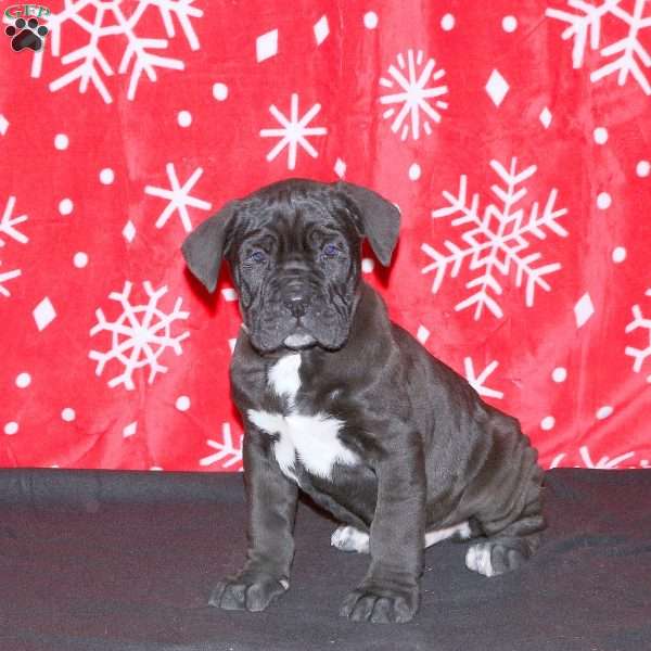 Fitz, Cane Corso Puppy