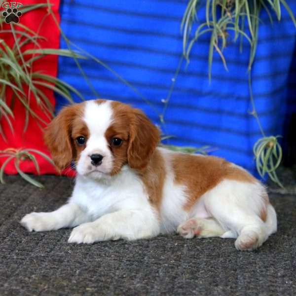 Flash, Cavalier King Charles Spaniel Puppy