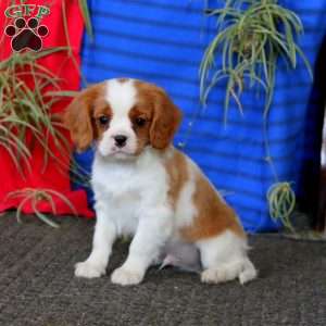 Flash, Cavalier King Charles Spaniel Puppy