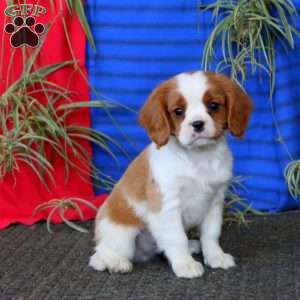 Flash, Cavalier King Charles Spaniel Puppy