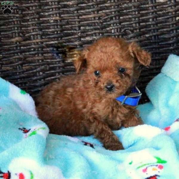 Fletcher, Miniature Poodle Puppy