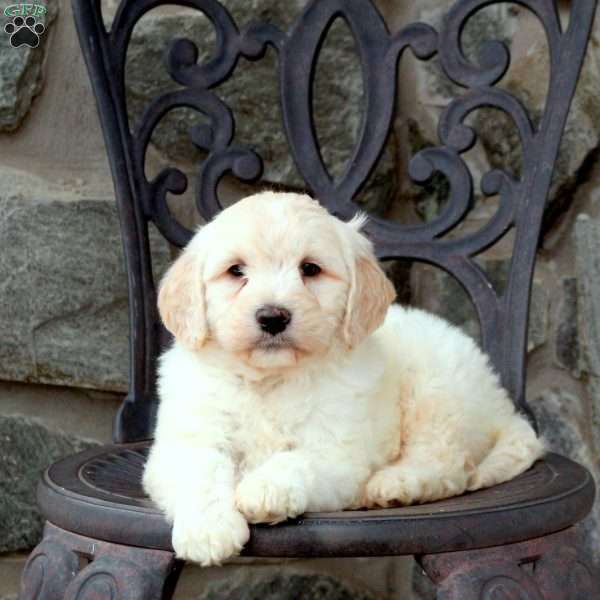 Fletcher, Mini Goldendoodle Puppy