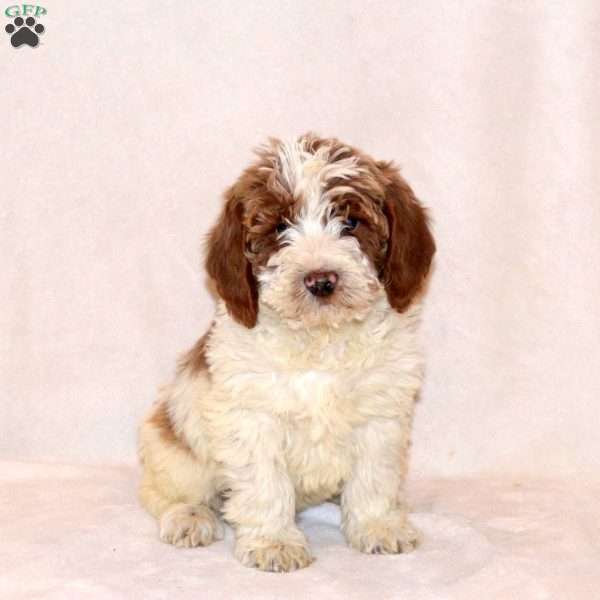 Fletcher, Labradoodle Puppy