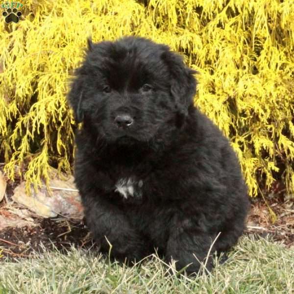 Fletcher, Newfoundland Puppy