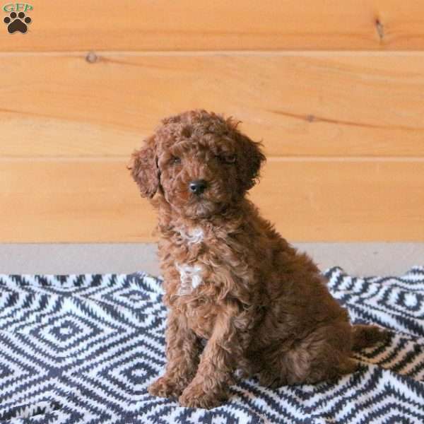 Fletcher - Miniature Poodle Puppy For Sale in Pennsylvania