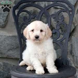 Fletcher, Mini Goldendoodle Puppy