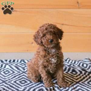 Fletcher - Miniature Poodle Puppy For Sale in Pennsylvania