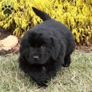 Fletcher, Newfoundland Puppy