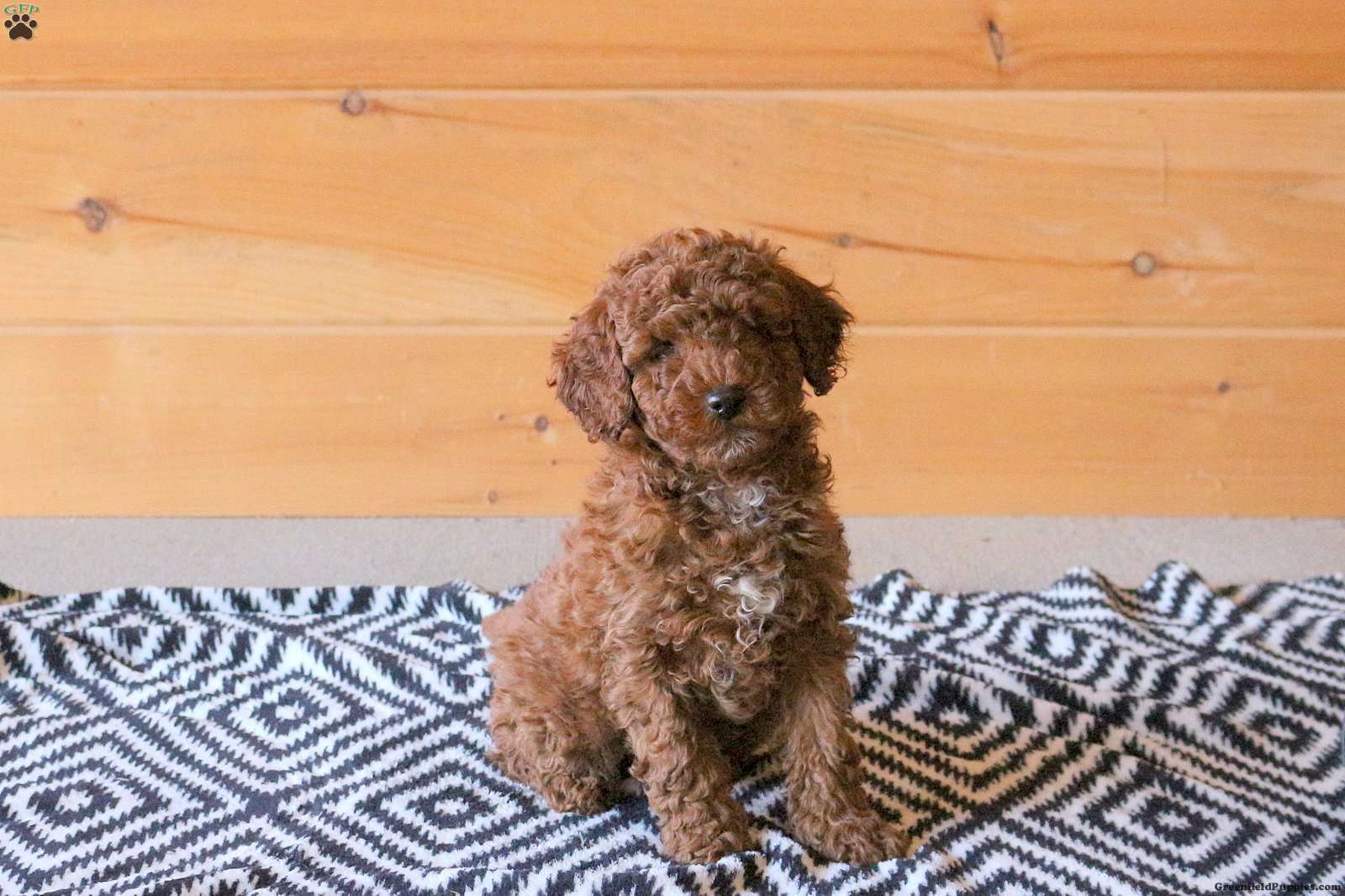 Fletcher - Miniature Poodle Puppy For Sale in Pennsylvania