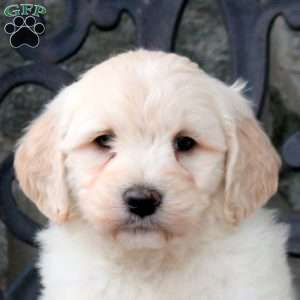 Fletcher, Mini Goldendoodle Puppy