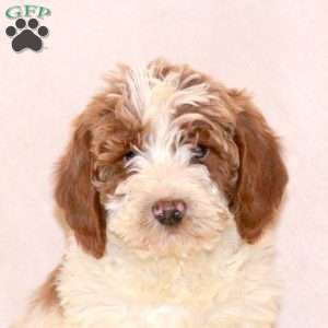 Fletcher, Labradoodle Puppy