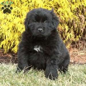 Fletcher, Newfoundland Puppy