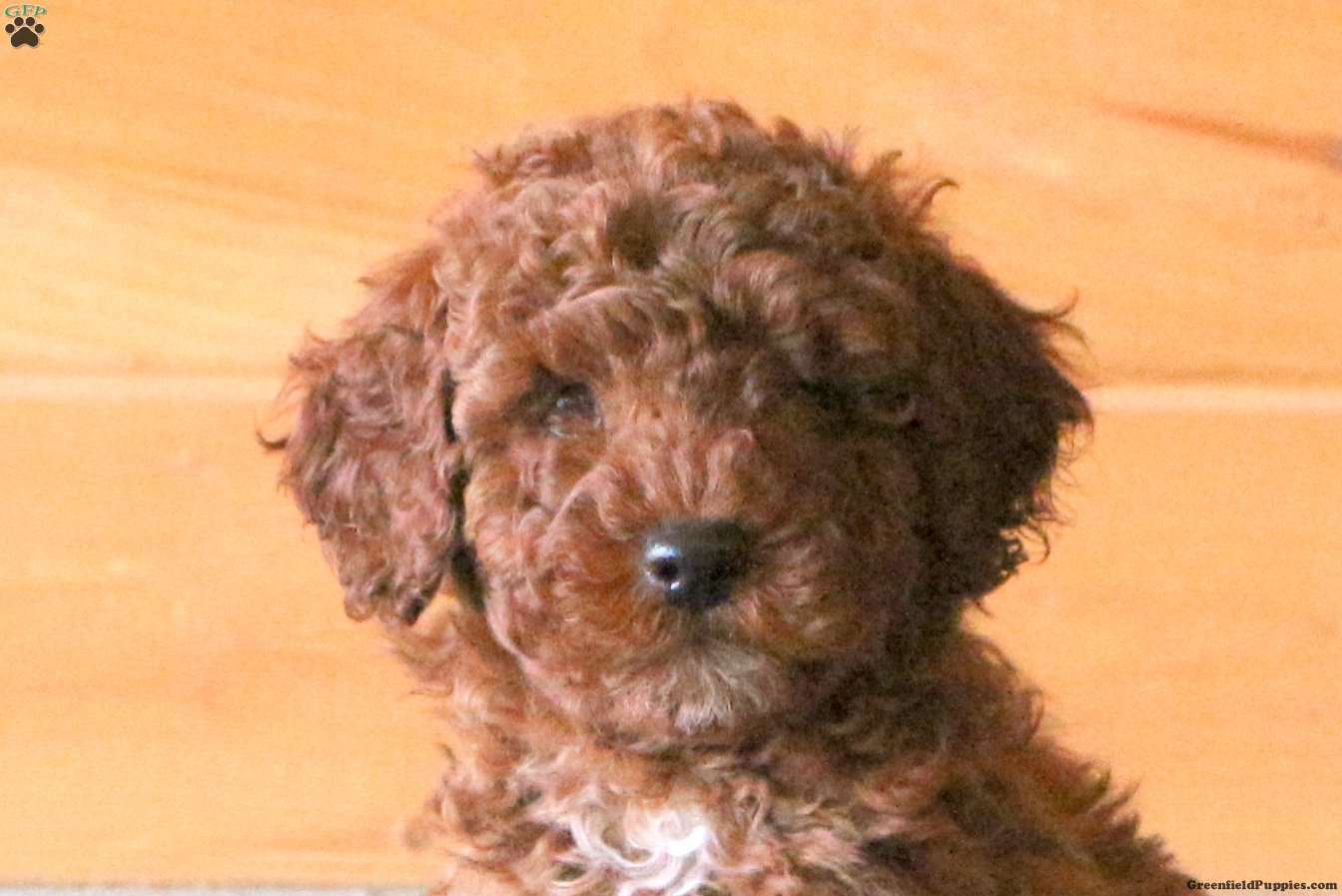 Fletcher - Miniature Poodle Puppy For Sale in Pennsylvania