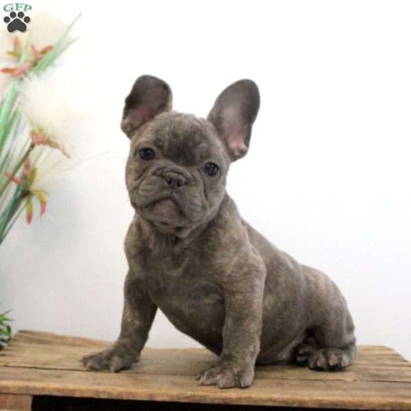 Fletcher, French Bulldog Puppy