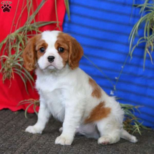 Flexus, Cavalier King Charles Spaniel Puppy