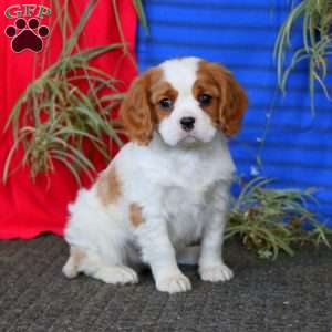 Flexus, Cavalier King Charles Spaniel Puppy