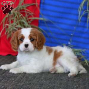 Flexus, Cavalier King Charles Spaniel Puppy