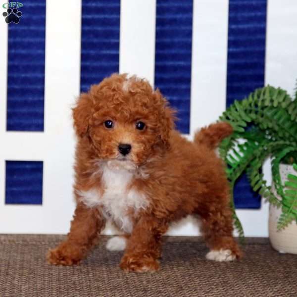 Flint, Toy Poodle Puppy