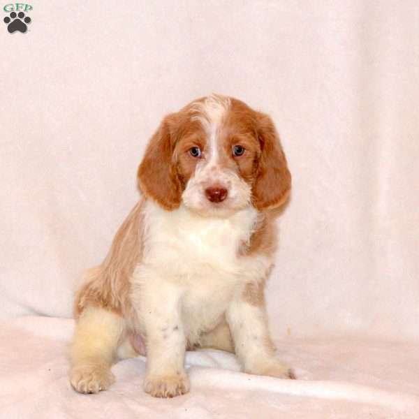 Flora, Labradoodle Puppy