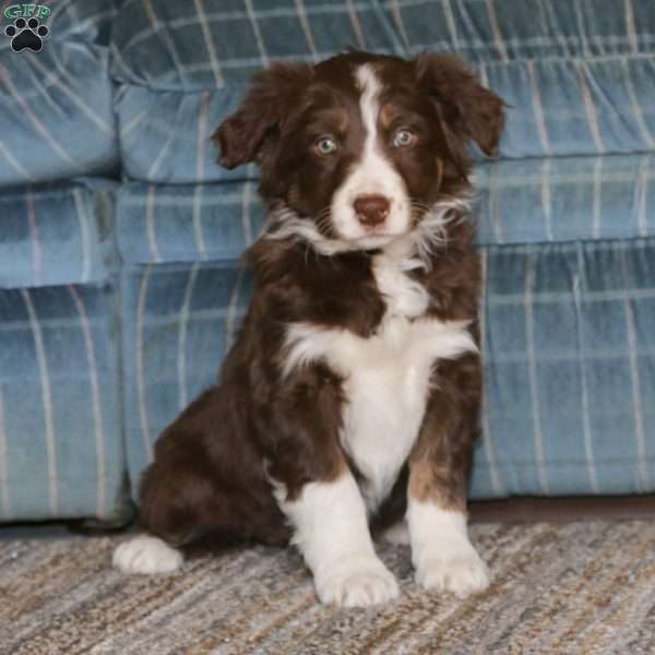 Flower, Border Collie Mix Puppy