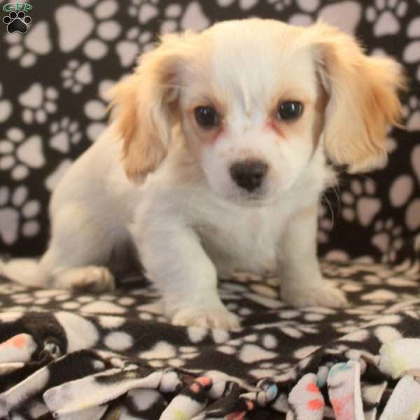 Fluffy, Cavachon Puppy