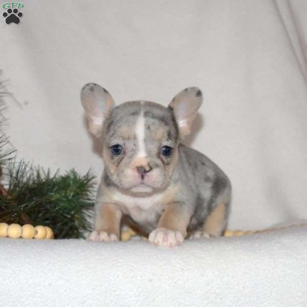 Flurry, French Bulldog Puppy