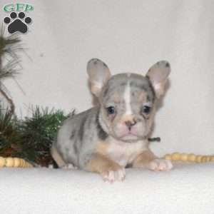 Flurry, French Bulldog Puppy