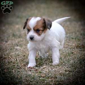 Forest, Papillon Puppy