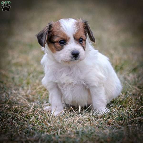 Forest, Papillon Puppy