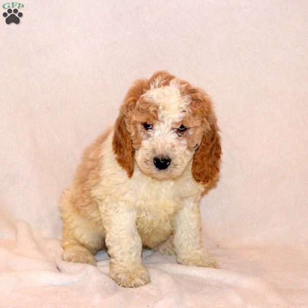 Foster, Labradoodle Puppy