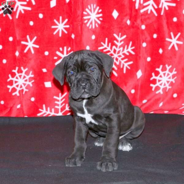 Foster, Cane Corso Puppy